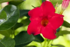 Mandevilla sanderi, rot (Mandevilla)