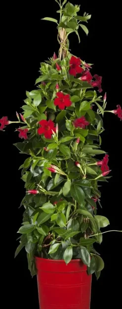 Mandevilla sanderi, rot (Mandevilla)