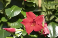 Mandevilla sanderi, rot (Mandevilla)