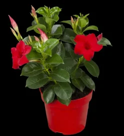 Mandevilla sanderi, rot (Mandevilla)