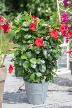 Mandevilla sanderi, rot (Mandevilla)