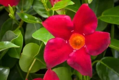 Mandevilla sanderi, rot (Mandevilla)