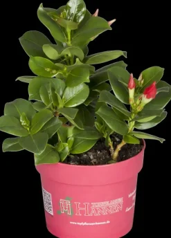 Mandevilla sanderi, rot (Mandevilla)