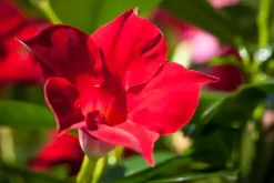 Mandevilla sanderi, rot (Mandevilla)