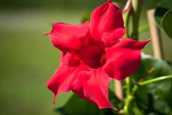 Mandevilla sanderi, rot (Mandevilla)