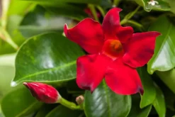 Mandevilla sanderi, rot (Mandevilla)