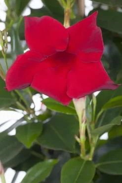 Mandevilla sanderi, rot (Mandevilla)