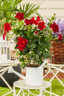 Mandevilla sanderi, rot (Mandevilla)