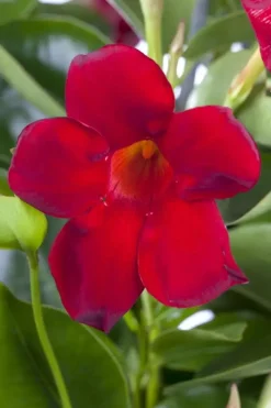 Mandevilla sanderi, rot (Mandevilla)