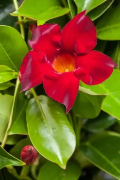 Mandevilla sanderi, rot (Mandevilla)