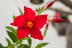 Mandevilla sanderi, rot (Mandevilla)