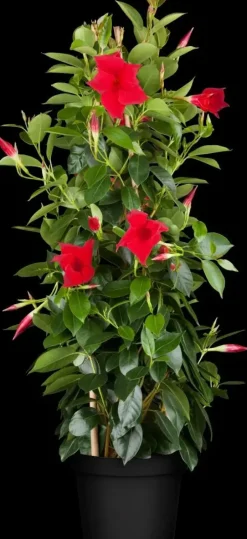 Mandevilla sanderi, rot (Mandevilla)