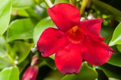 Mandevilla sanderi, rot (Mandevilla)