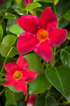 Mandevilla sanderi, rot (Mandevilla)