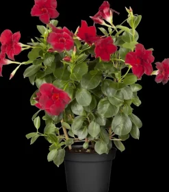 Mandevilla sanderi, rot (Mandevilla)
