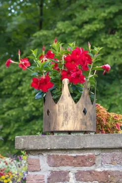 Mandevilla sanderi, rot (Mandevilla)
