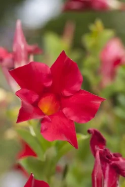 Mandevilla sanderi 'Sundaville'® (Mandevilla)