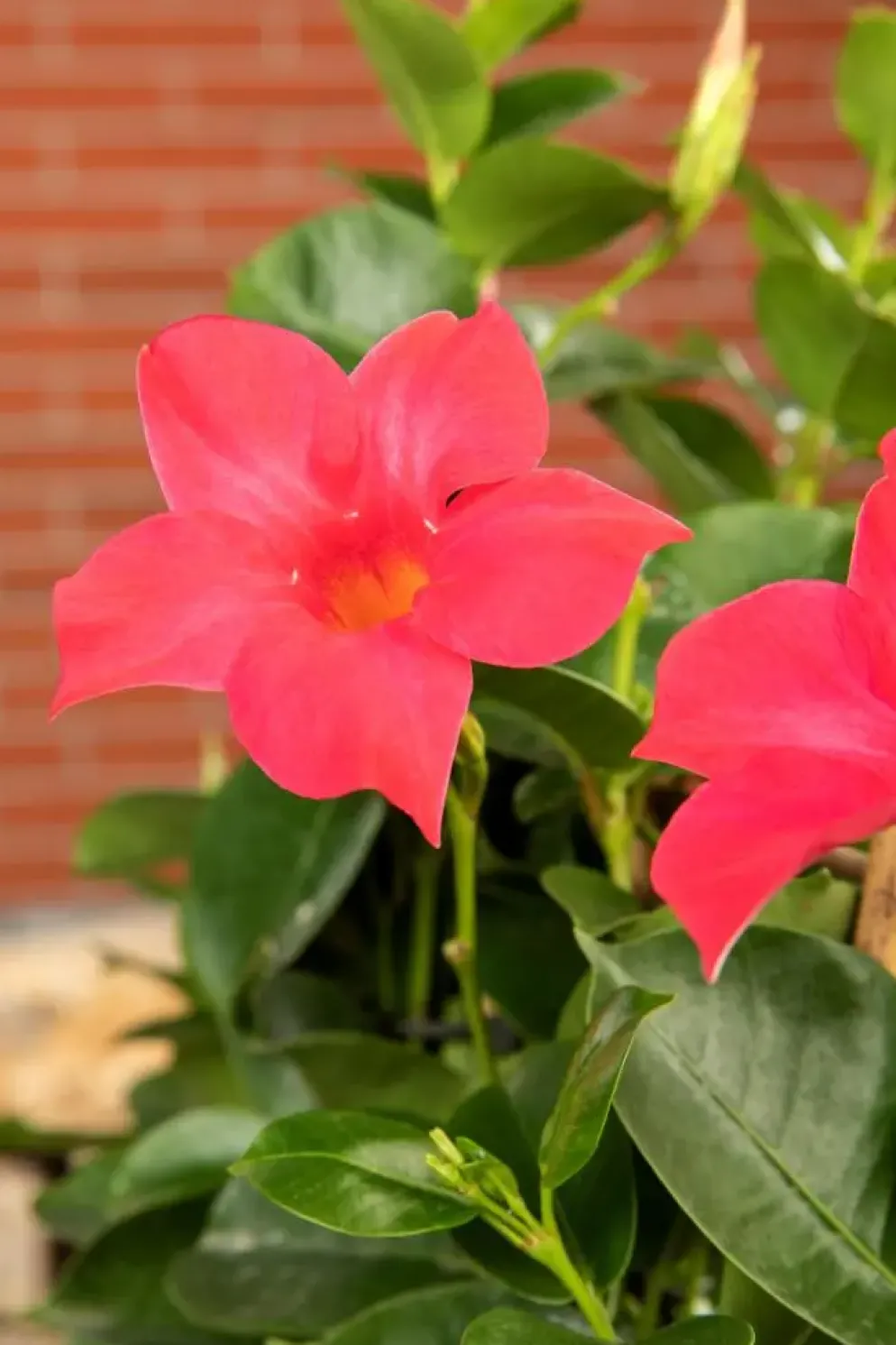 Mandevilla sanderi Sundaville® 'Rio', Pyramide (Mandevilla 'Sundaville® 'Rio'')