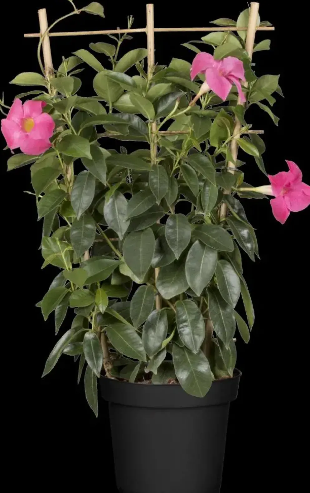Mandevilla sanderi Sundaville® 'Rio', Pyramide (Mandevilla 'Sundaville® 'Rio'')