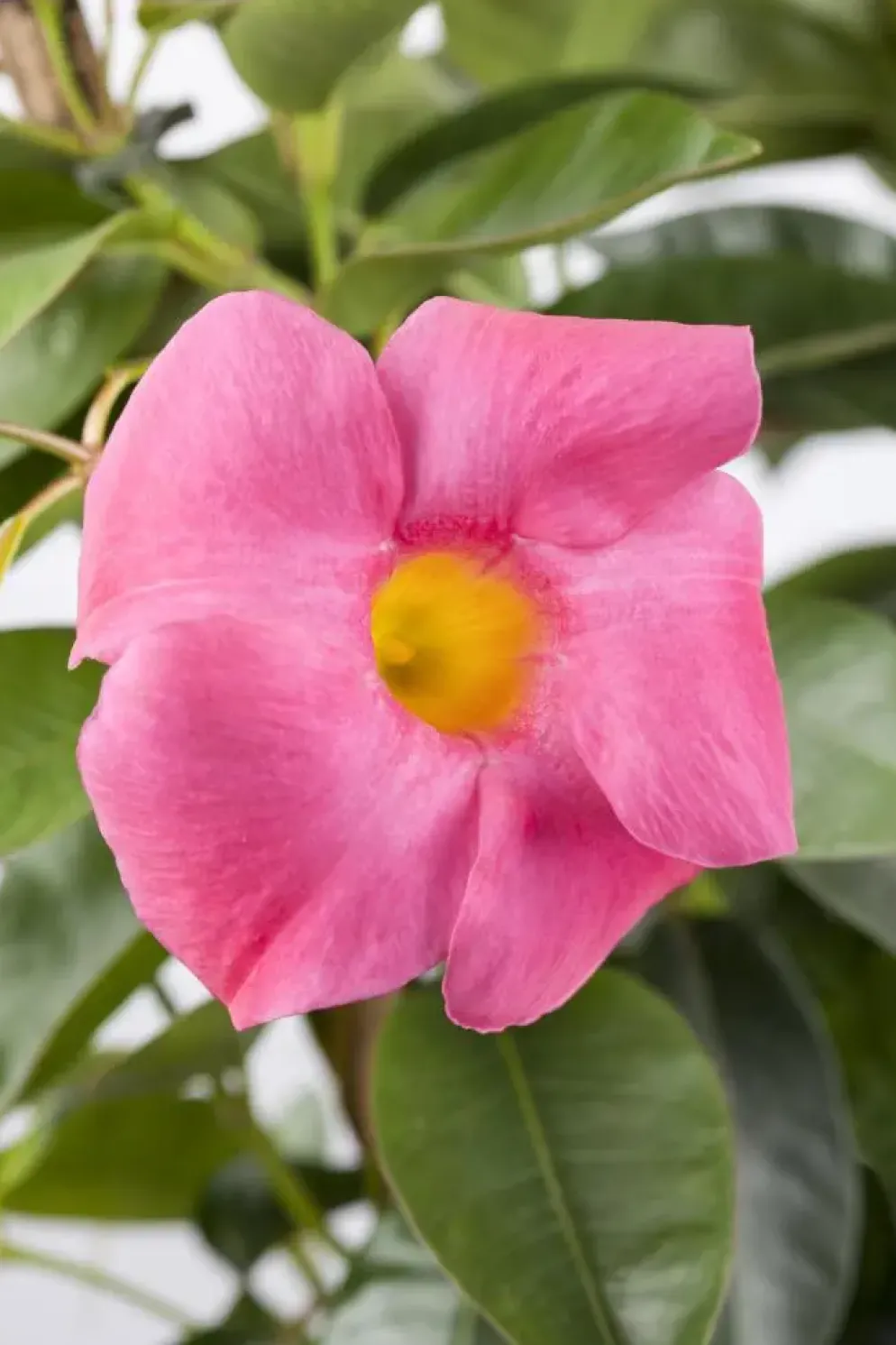 Mandevilla sanderi Sundaville® 'Rio', Pyramide (Mandevilla 'Sundaville® 'Rio'')