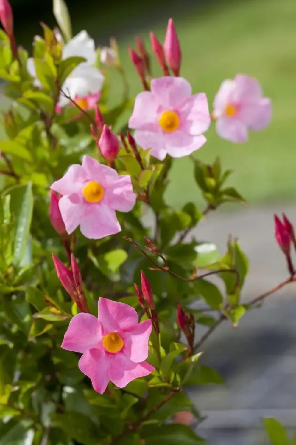Mandevilla sanderi Sundaville® 'Rio', Pyramide (Mandevilla 'Sundaville® 'Rio'')