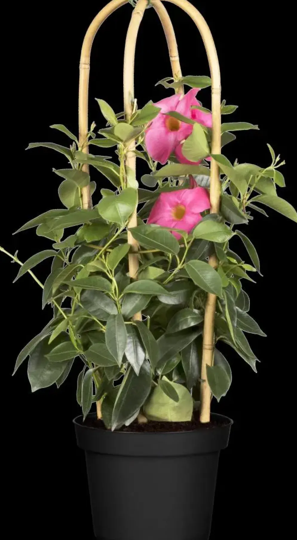 Mandevilla sanderi Sundaville® 'Rio', Pyramide (Mandevilla 'Sundaville® 'Rio'')
