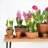 Mega Collections Terracotta Bloempot Ø5cm