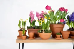 Mega Collections Terracotta Bloempot Ø5cm