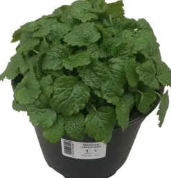 Melissa officinalis (Citroenmelisse) ø14 cm