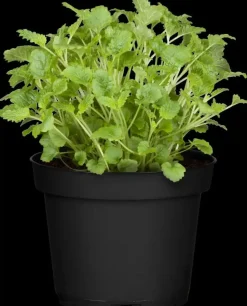 Melissa officinalis (Citroenmelisse) ø14 cm