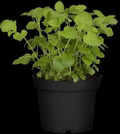 Melissa officinalis (Citroenmelisse) ø14 cm