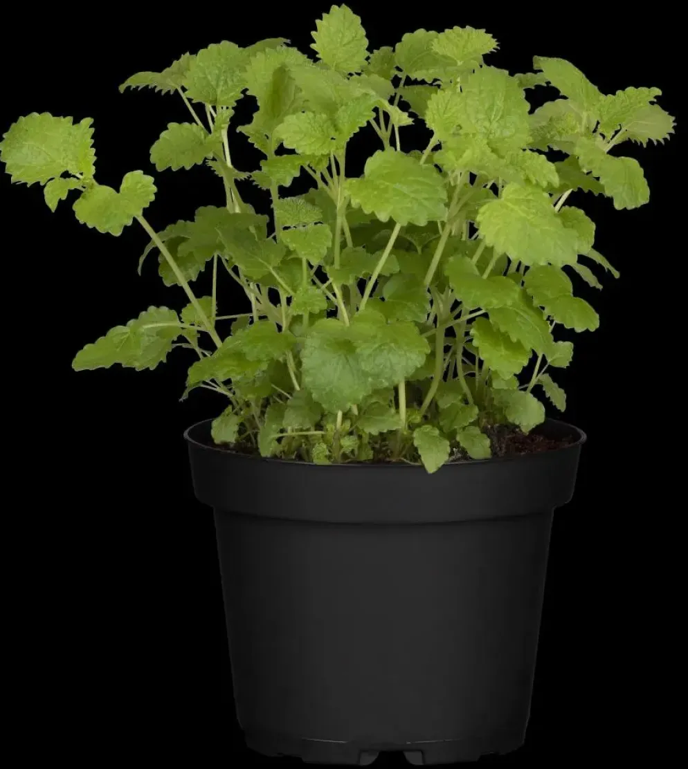 Melissa officinalis (Citroenmelisse) ø14 cm