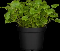 Melissa officinalis (Melisse)
