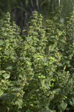 Melissa officinalis (Melisse)