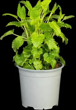 Melissa officinalis (Melisse)