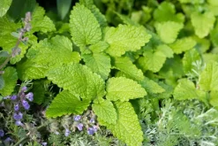 Melissa officinalis (Melisse)