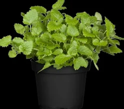 Melissa officinalis (Melisse)