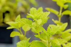 Melissa officinalis (Melisse)