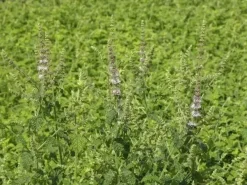 Mentha arvensis 'Strawberry' (Aardbeienmunt) 15cm