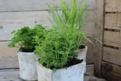 Mentha arvensis 'Strawberry' (Aardbeienmunt) 15cm