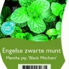 Mentha piperita 'Black Mitcham' (Engelse zwarte munt)