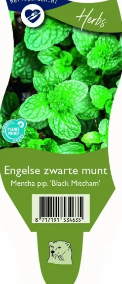 Mentha piperita 'Black Mitcham' (Engelse zwarte munt)