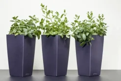 Mentha piperita 'Black Mitcham' (Engelse zwarte munt)