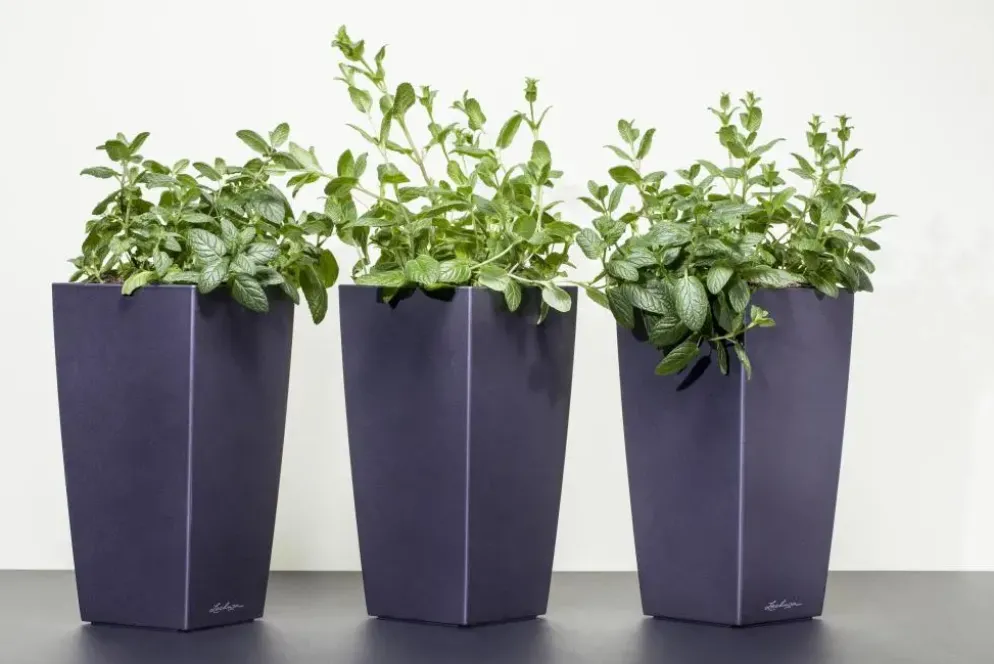Mentha piperita 'Black Mitcham' (Engelse zwarte munt)