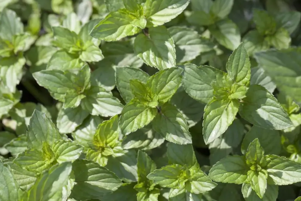 Mentha piperita 'Black Mitcham' (Engelse zwarte munt)