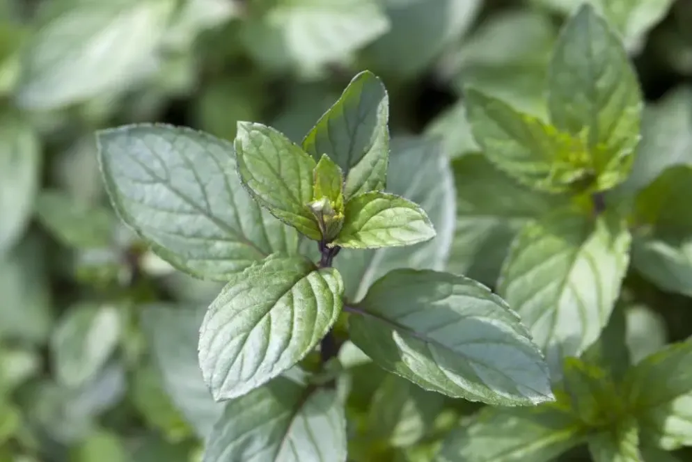 Mentha piperita 'Black Mitcham' (Engelse zwarte munt)