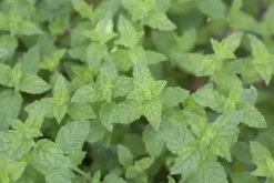 Mentha piperita 'Black Mitcham' (Engelse zwarte munt)