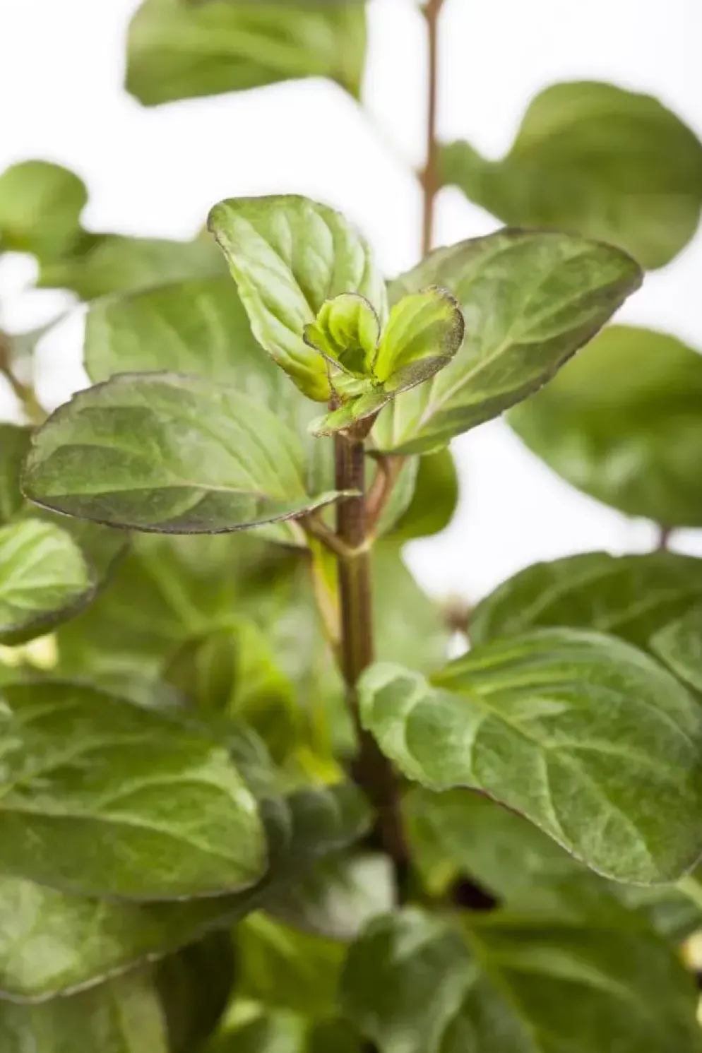 Mentha piperita 'Black Mitcham' (Engelse zwarte munt)