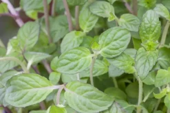 Mentha piperita 'Black Mitcham' (Engelse zwarte munt)
