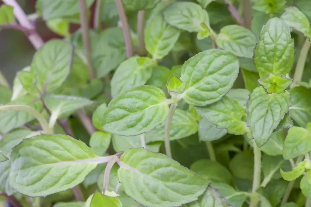Mentha piperita 'Black Mitcham' (Engelse zwarte munt)